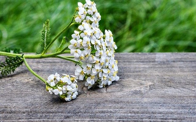 Тысячелистник Обыкновенный